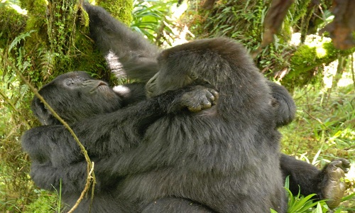 VNE-Gorilla-1520-1463389123.jpg